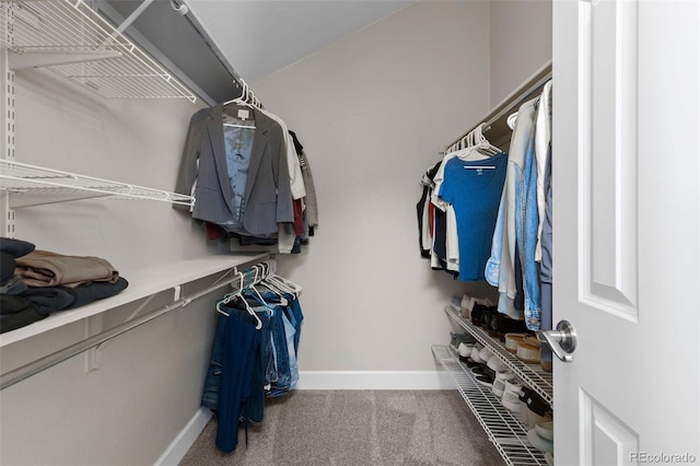 walk in closet featuring carpet flooring