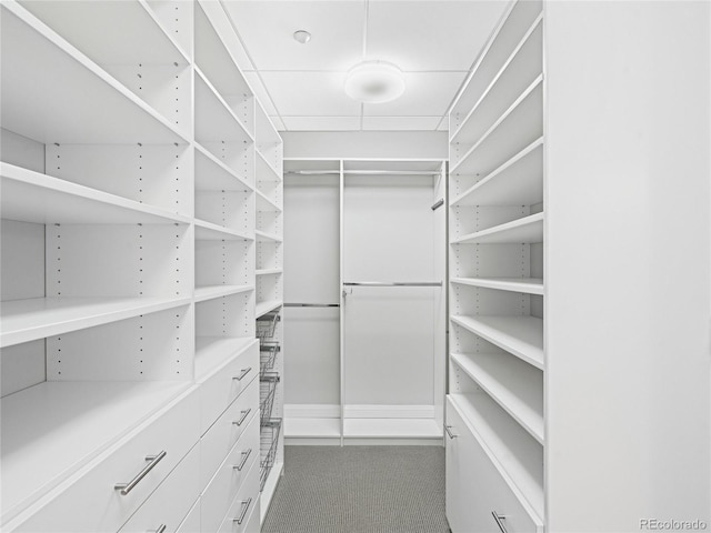 walk in closet with carpet floors