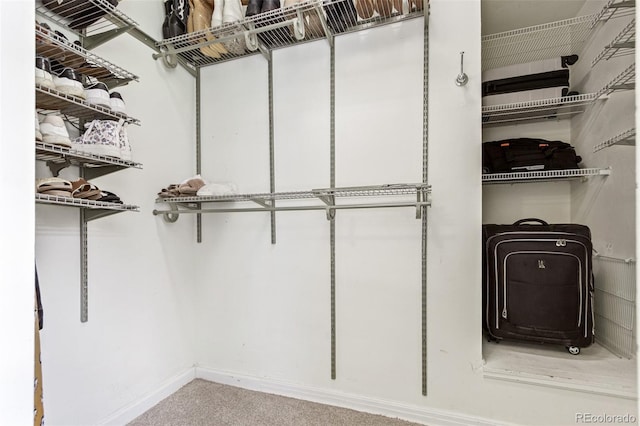 walk in closet featuring carpet flooring