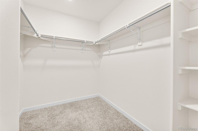 walk in closet featuring carpet floors