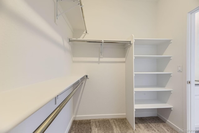 walk in closet featuring carpet