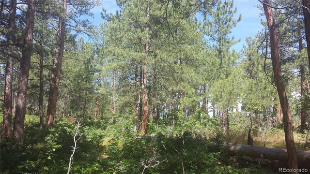 4467 Delaware Dr, Larkspur, CO 80118 - photo 19