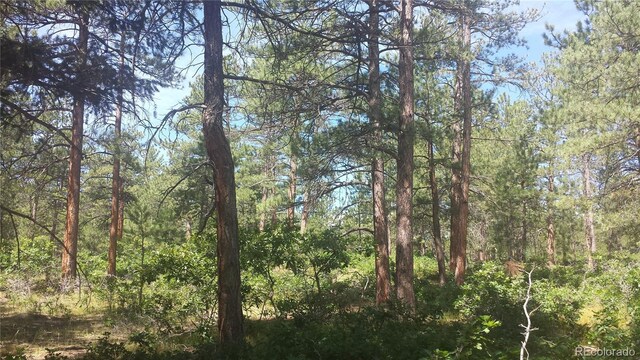 4467 Delaware Dr, Larkspur, CO 80118 - photo 20