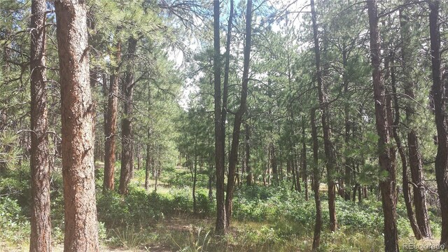 4467 Delaware Dr, Larkspur, CO 80118 - photo 24