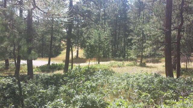 4467 Delaware Dr, Larkspur, CO 80118 - photo 38