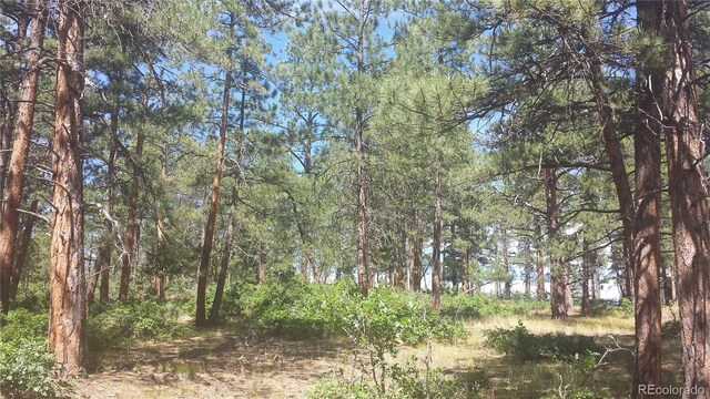 4467 Delaware Dr, Larkspur, CO 80118 - photo 44