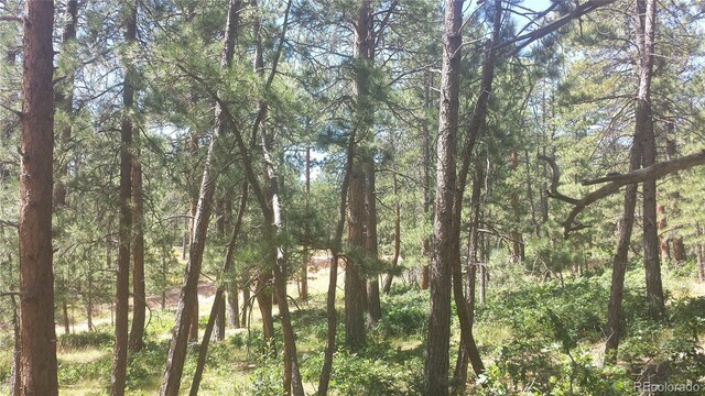 4467 Delaware Dr, Larkspur, CO 80118 - photo 49