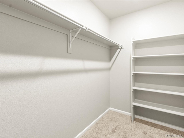 walk in closet featuring carpet floors