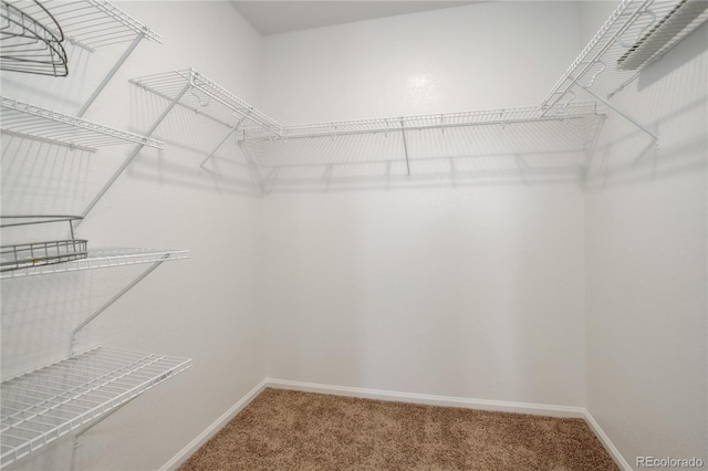 spacious closet featuring carpet floors