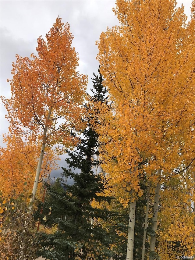 241 County Road 4980, Grand Lake, CO 80447 - photo 41