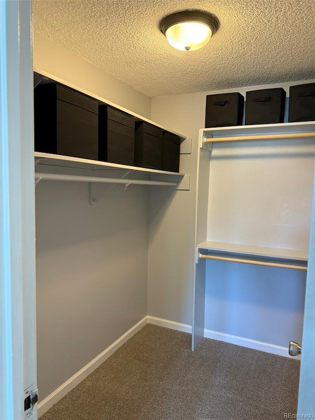spacious closet featuring carpet
