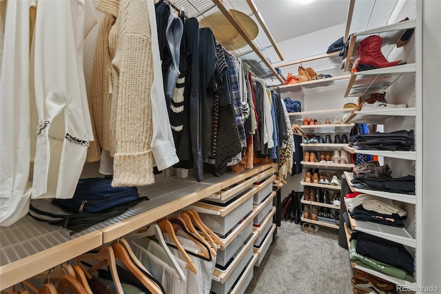 spacious closet featuring carpet floors