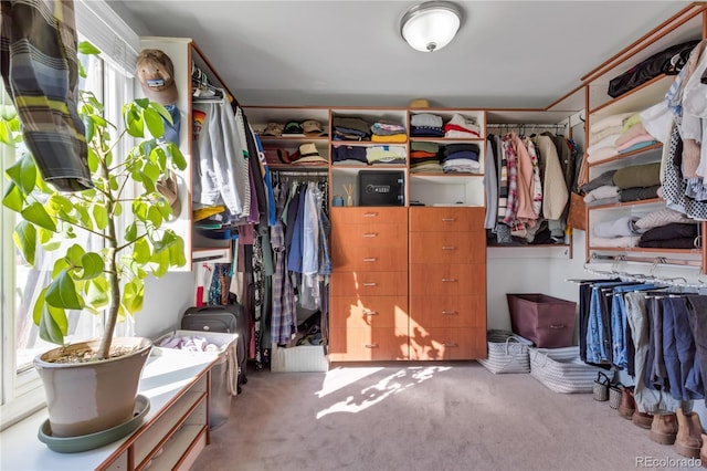 walk in closet featuring carpet