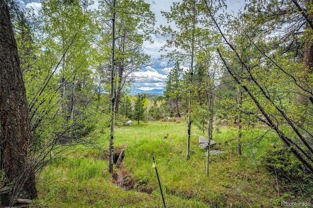 12346 Bear Haven Rd, Conifer, CO 80433 - view of woods