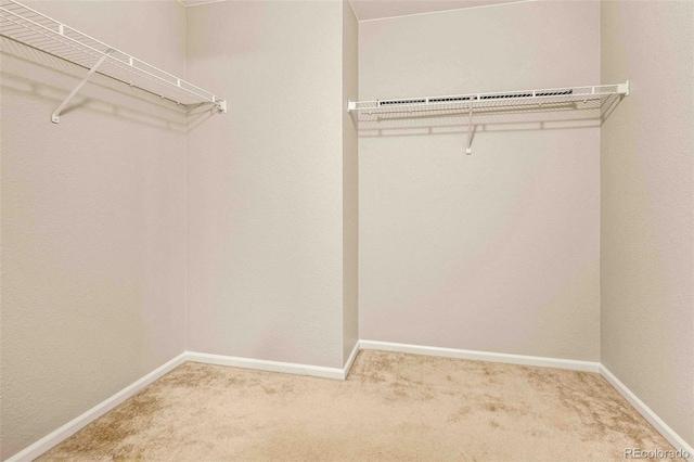 walk in closet with carpet flooring