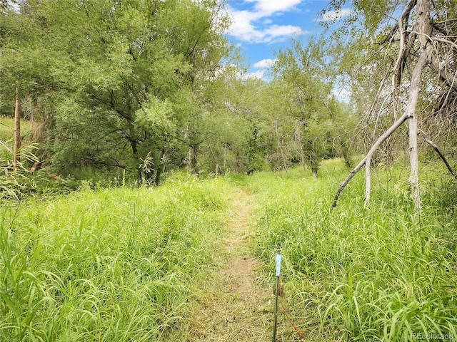 5411 Parmalee Gulch Rd, Indian Hills, CO 80454 - photo 16