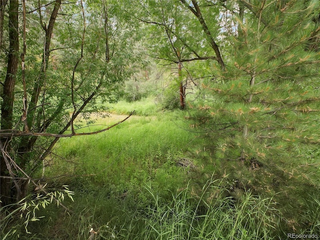 5411 Parmalee Gulch Rd, Indian Hills, CO 80454 - photo 24