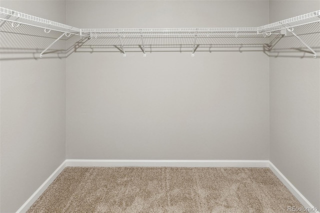 walk in closet with carpet