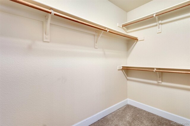 walk in closet featuring carpet flooring