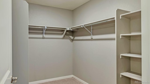 spacious closet featuring carpet floors