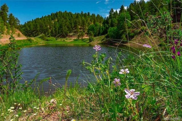 27 Granite Ct, Cripple Creek, CO 80813 - photo 44
