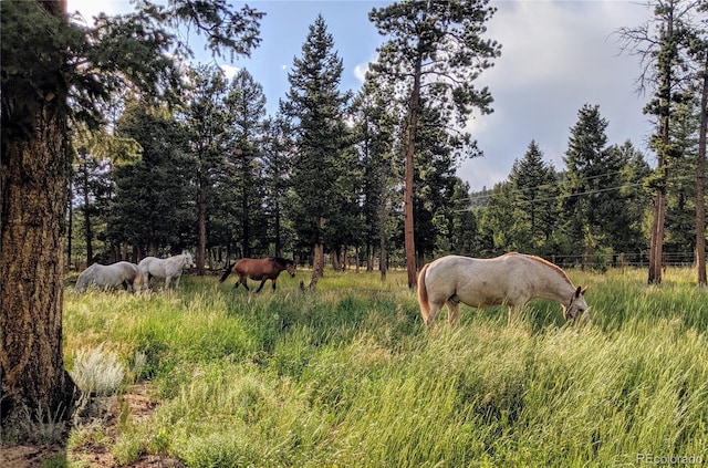 64 Elk Horn Ct, Bailey, CO 80421 - view of nature
