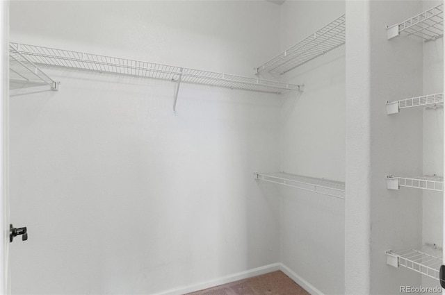 spacious closet featuring carpet