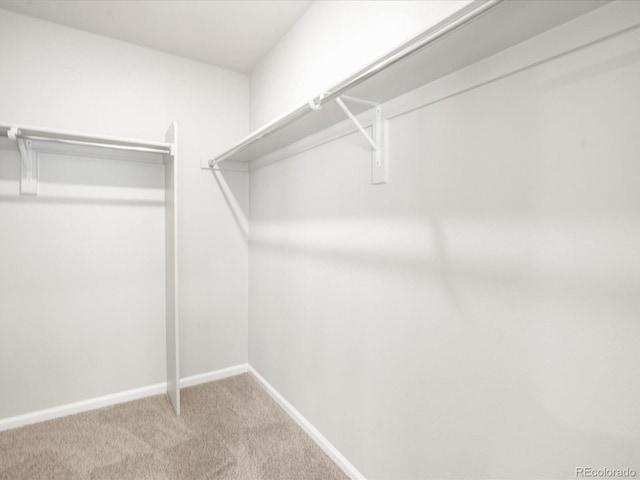 walk in closet featuring carpet flooring