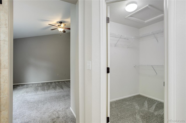 354 Willowick Cir, Highlands Ranch, CO 80129 - walk in closet featuring carpet flooring, attic access, and a ceiling fan