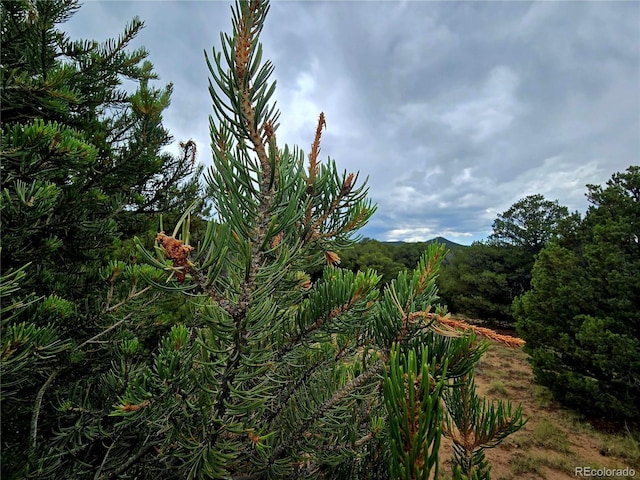 LOT97PHASE4 River Ridge Ranch, Walsenburg, CO 81089 - photo 14