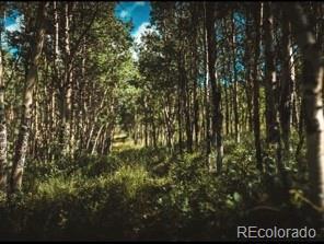 24870 US Highway 285, Fairplay, CO 80440 - view of tree filled area