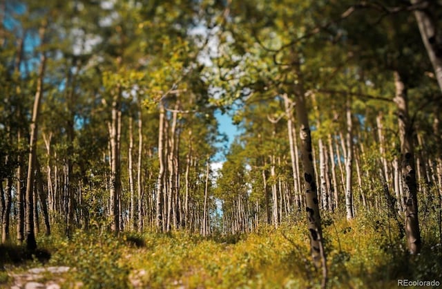 24870 US Highway 285, Fairplay, CO 80440 - view of local wilderness