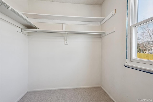 spacious closet featuring carpet flooring