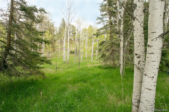 29055 S Sunset Trl, Conifer, CO 80433 - photo 7