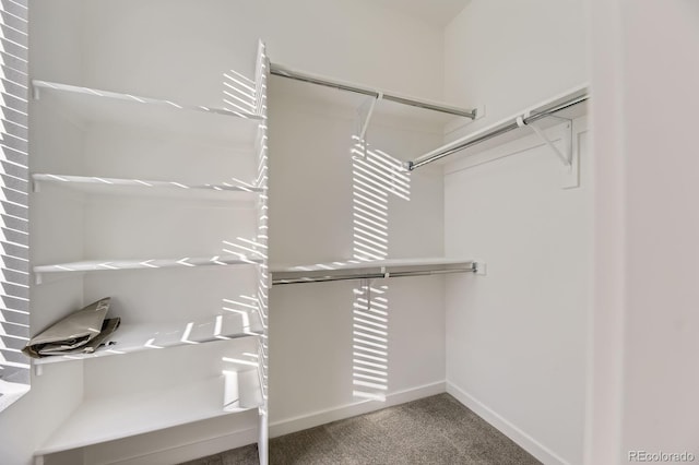 walk in closet with carpet flooring