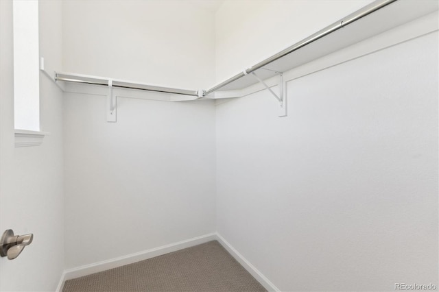 spacious closet featuring carpet flooring