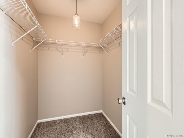 walk in closet with carpet floors