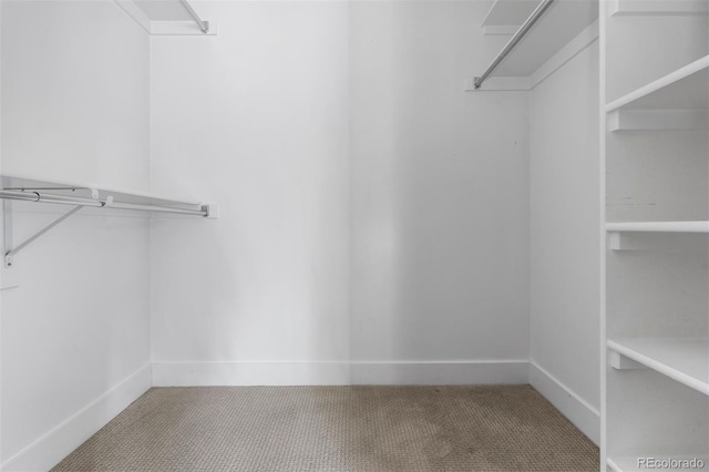 spacious closet featuring carpet flooring