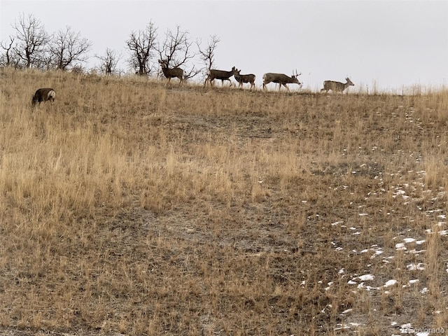 547 Scrubjay Cir, Castle Rock, CO 80104 - view of local wilderness with rural landscape