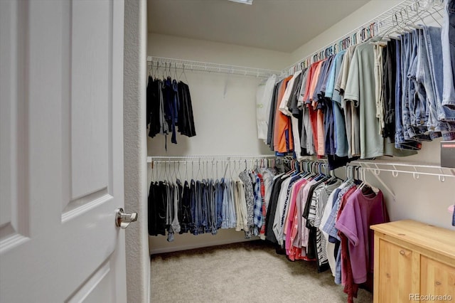 walk in closet with carpet floors