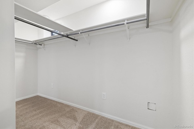 spacious closet featuring carpet floors