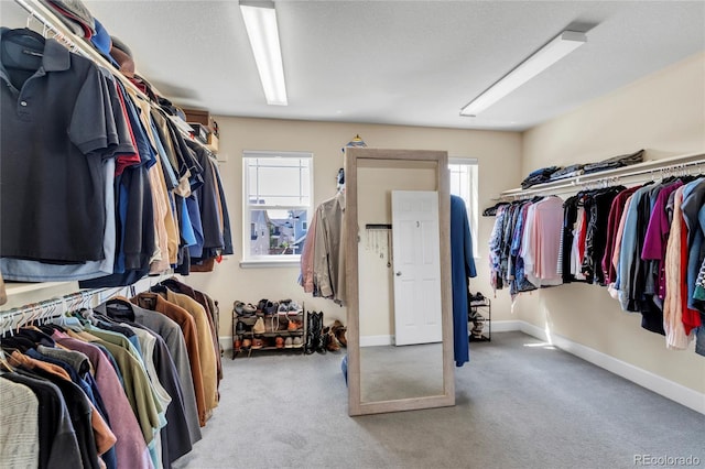spacious closet featuring carpet