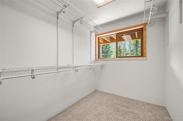 walk in closet with carpet flooring