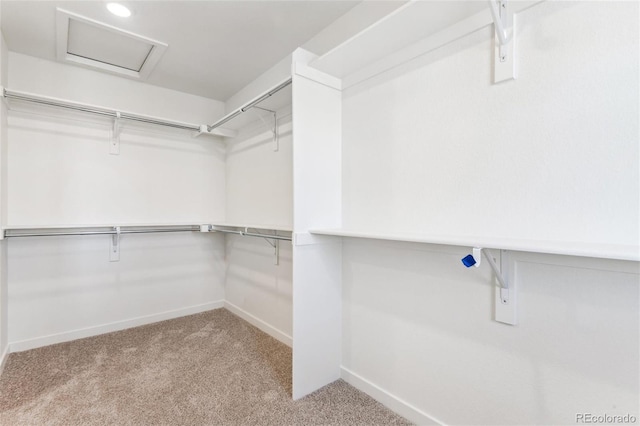 walk in closet featuring carpet flooring and attic access