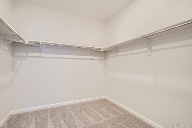 spacious closet featuring carpet flooring