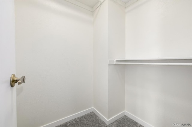 spacious closet featuring carpet