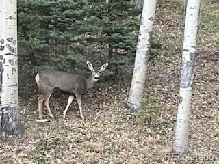 2945 Forbes Park Rd, Fort Garland, CO 81133 - photo 35
