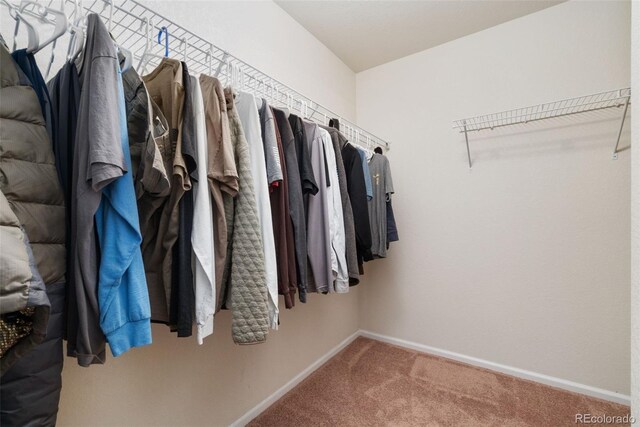 spacious closet featuring carpet
