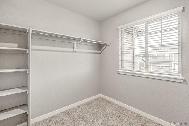 walk in closet with carpet flooring