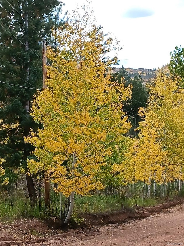 view of local wilderness